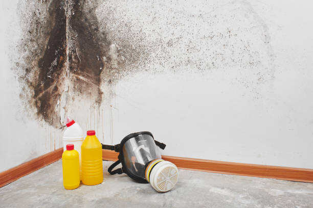 Professional Mold Removal in Leavittsburg, OH