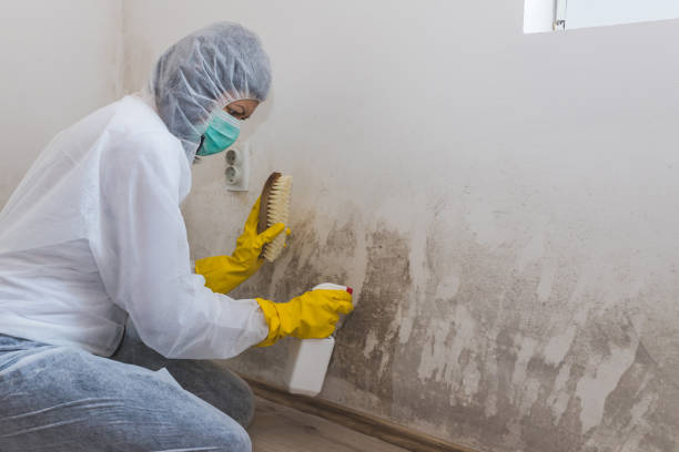 Best Certified Mold Removal  in Leavittsburg, OH