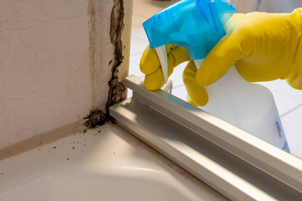 Best Mold Remediation  in Leavittsburg, OH