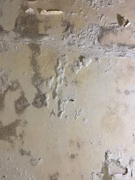 Best Mold Damage Repair  in Leavittsburg, OH