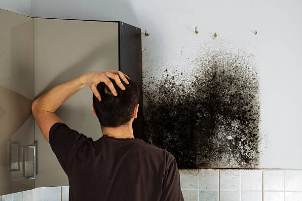 Best Same-Day Mold Removal  in Leavittsburg, OH