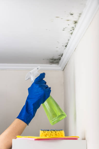 Best Mold Remediation  in Leavittsburg, OH